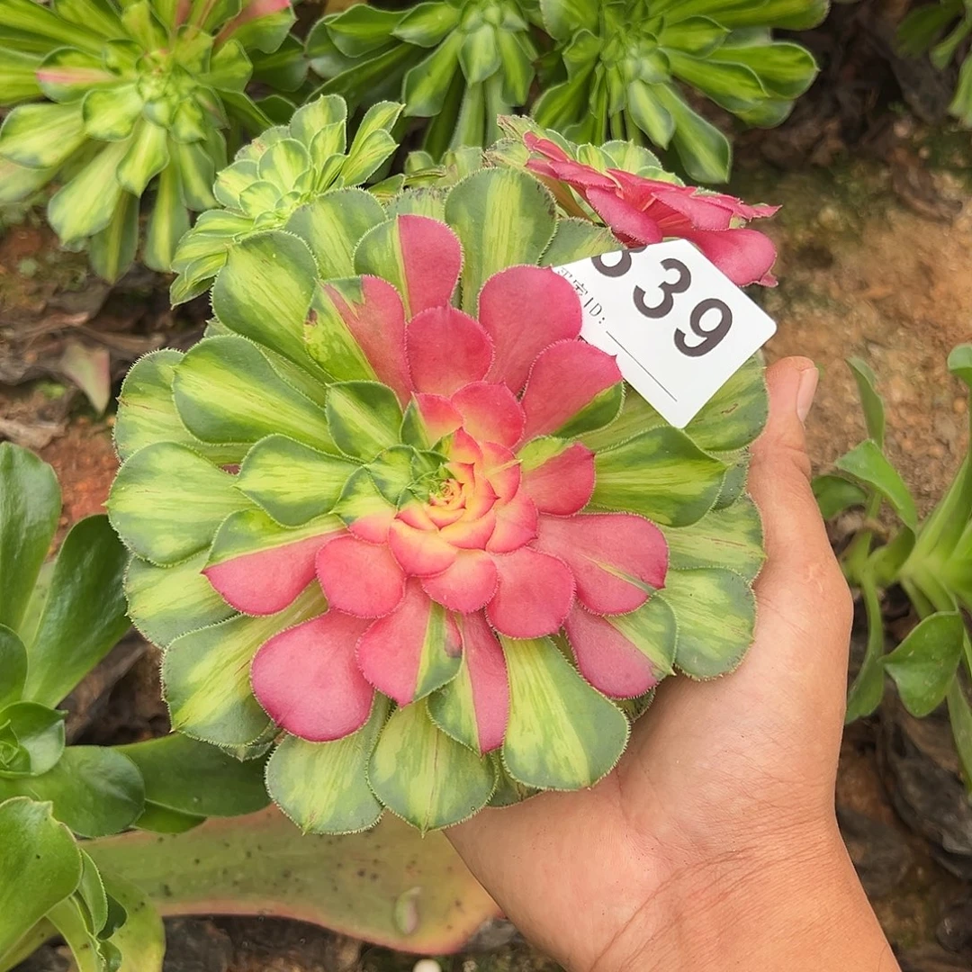 精品多肉植物339知否