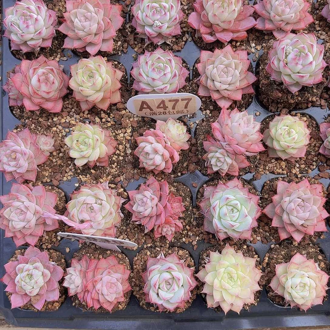 桃*桃A477女王一物一拍