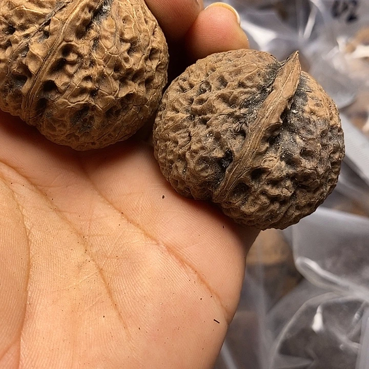 把件文玩核桃云南文玩核桃47号43mm