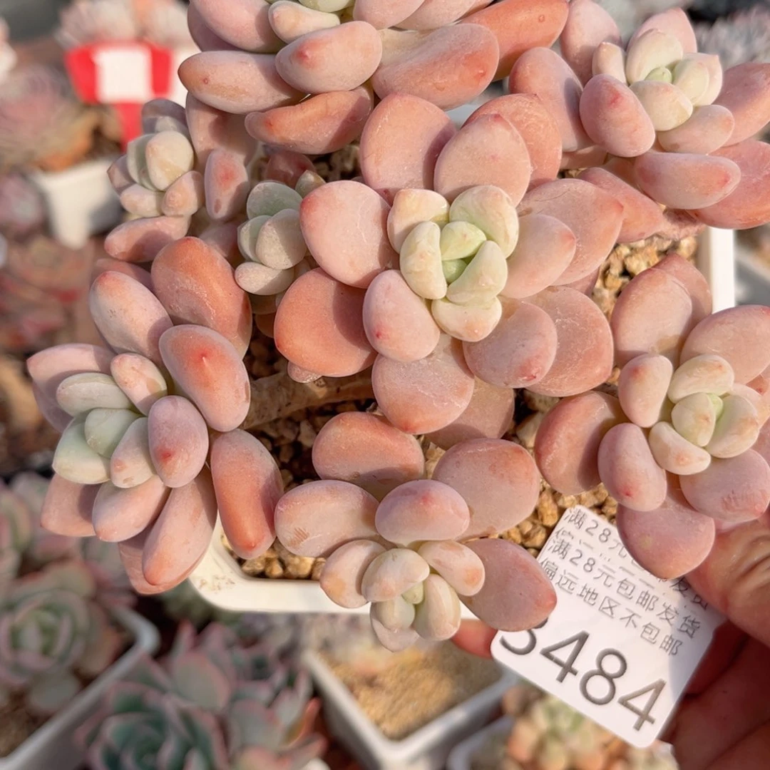 大3484:？xv c b vb b n