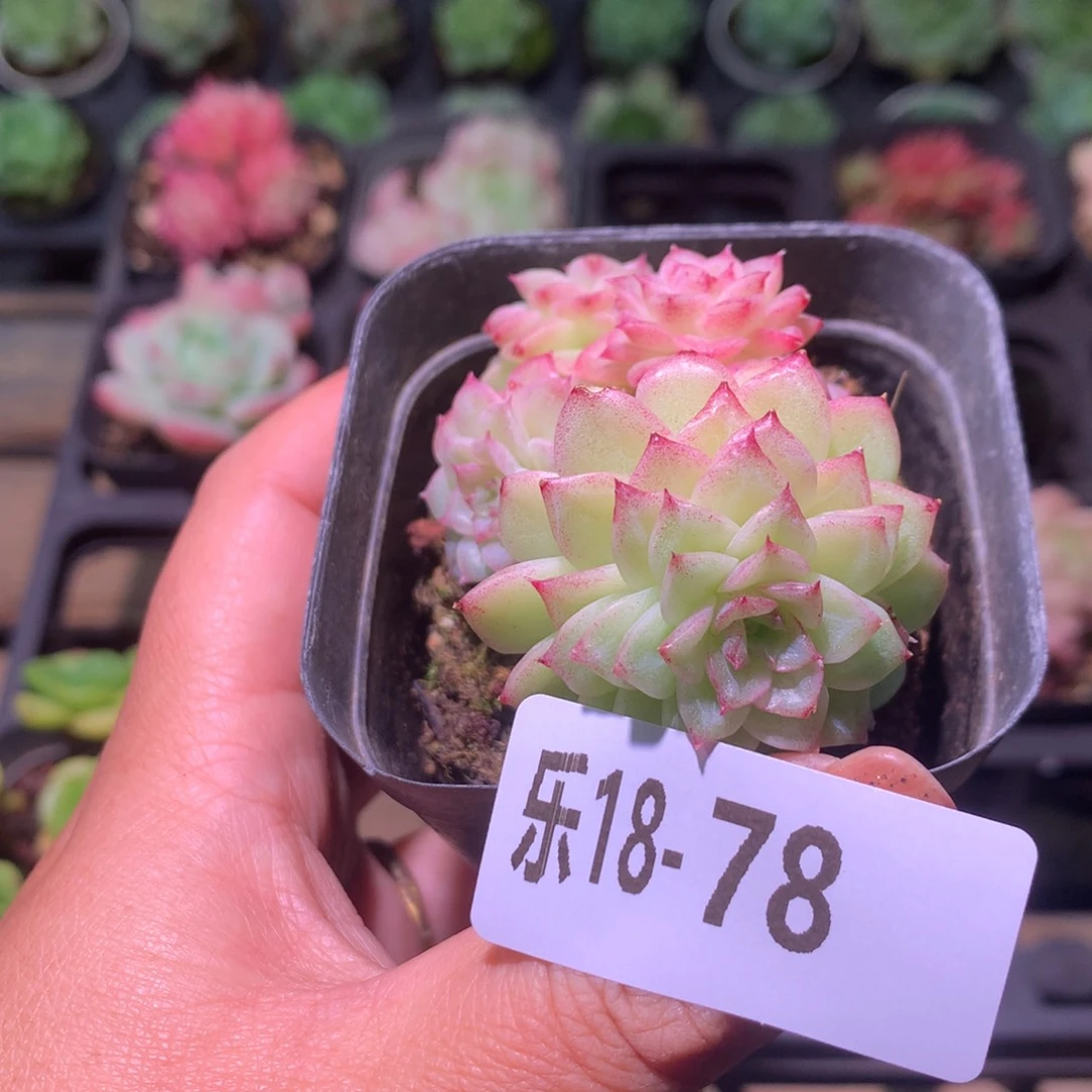 乐然18-78 麦秆群不包整