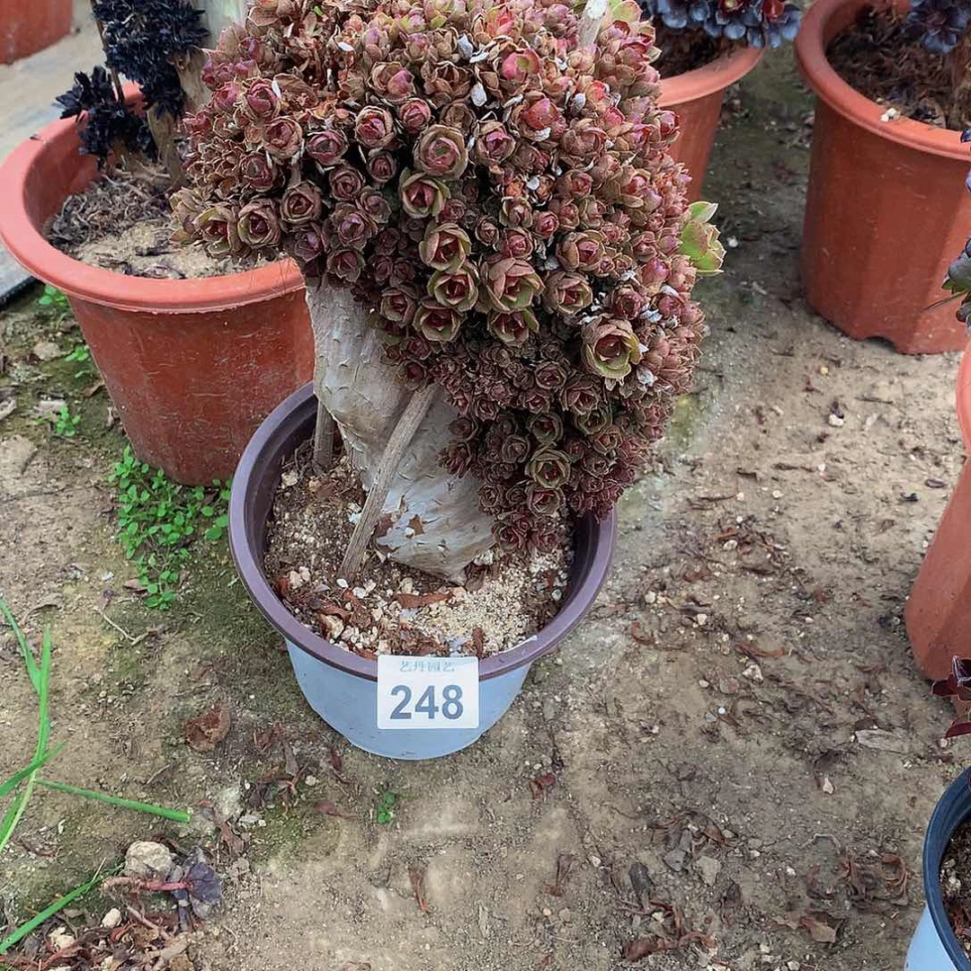 248万圣节朵朵瑕疵