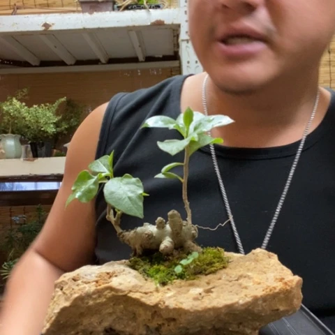 红陶一物一拍所见即所得265