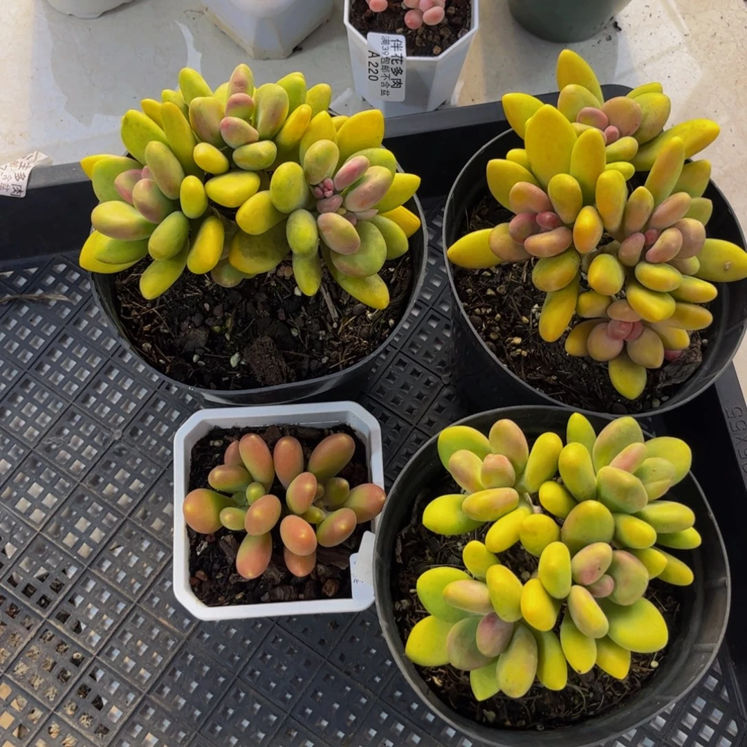 糖***骨218芒果奶4颗多肉