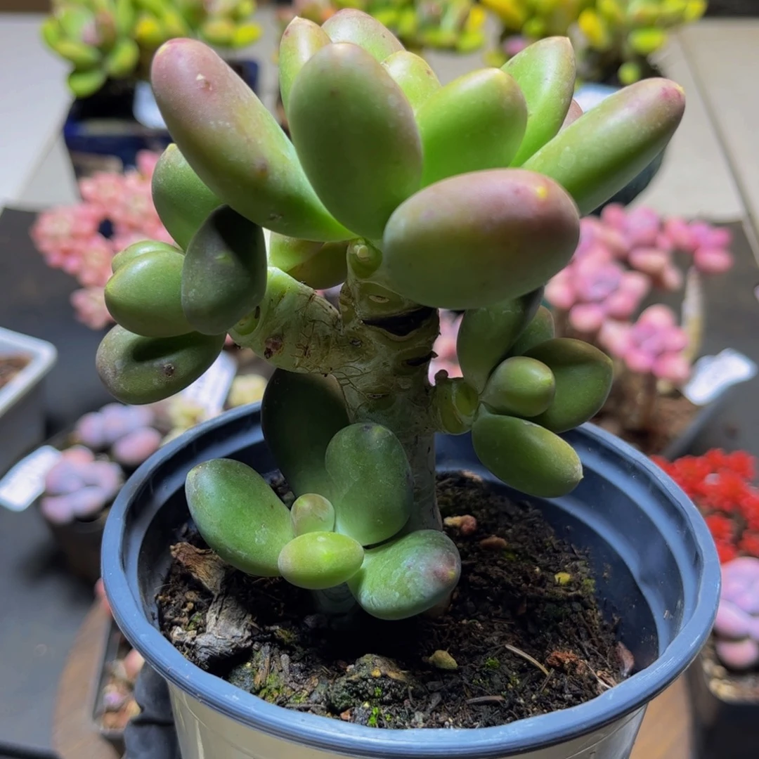 497树形芒果奶9厘米多肉