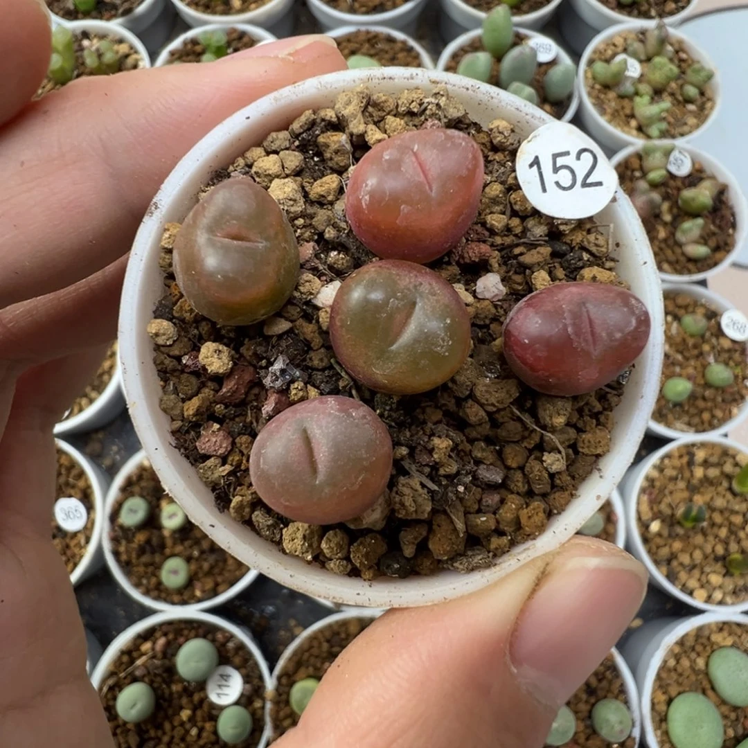 吕红一颗脱土1520000