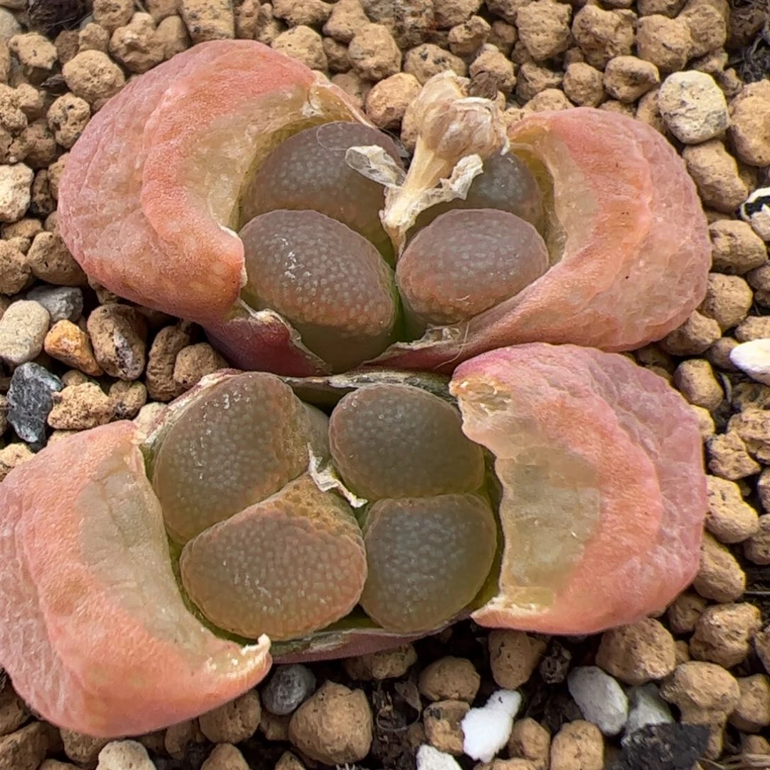 0234号 红宝石多肉植物