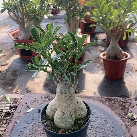 【闪购商品】无花朵雄**起