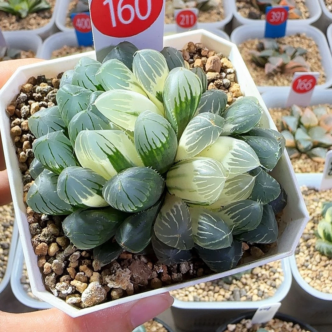 160号花翼玉露锦一物一拍带盆土