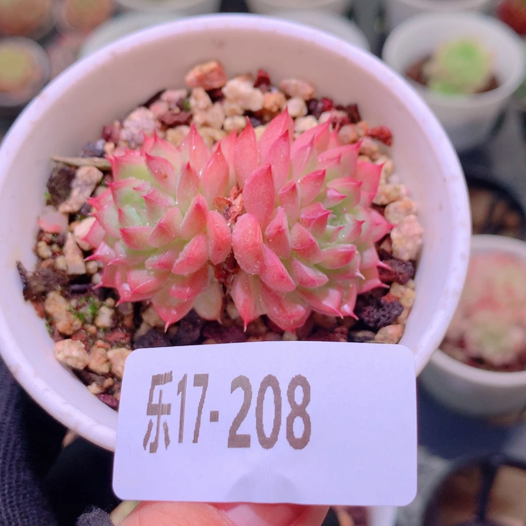 乐然17-208 麦秆双头