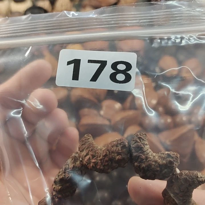 文玩核桃吊坠北****)文玩核桃
