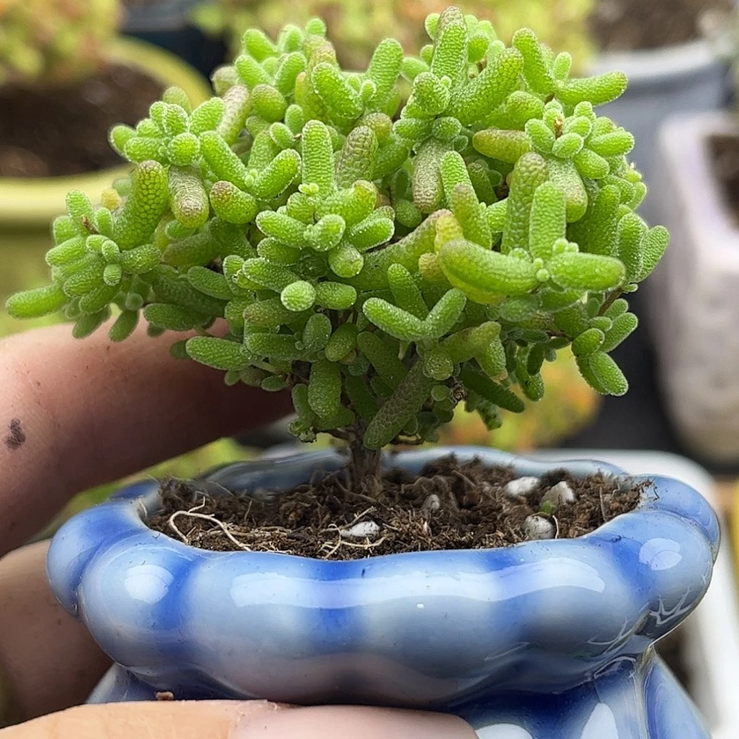 40蜜桔带盆优选枝干番杏