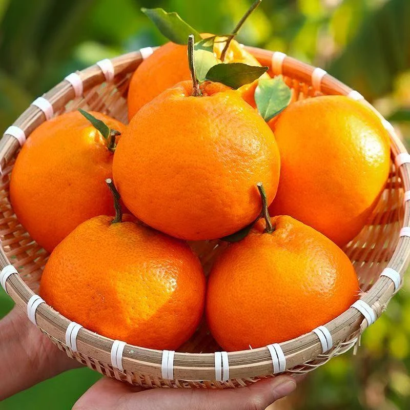 正宗四川耙耙柑当季新鲜现摘水果粑粑柑