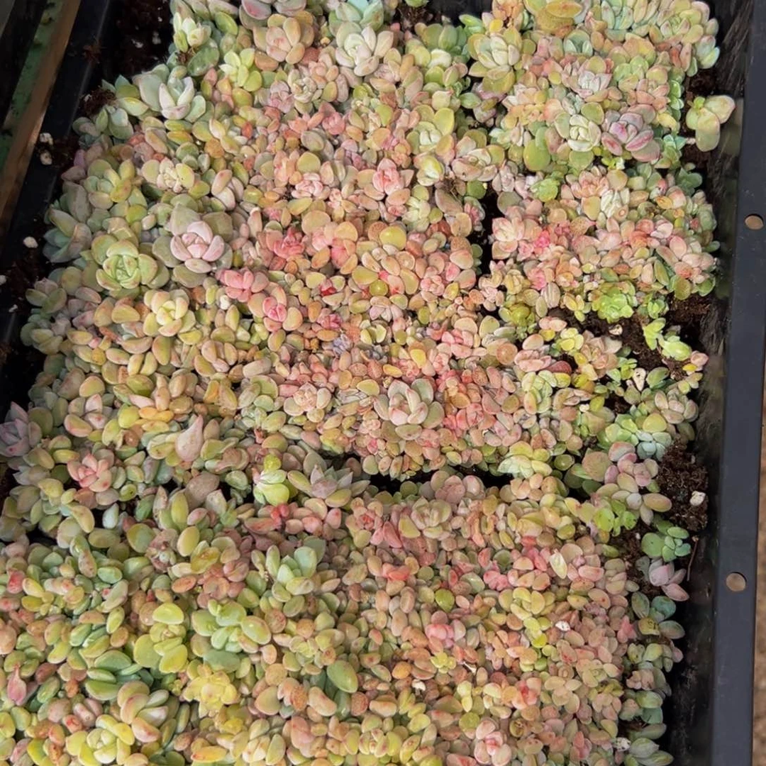 794先谢谢出差风格vv吧