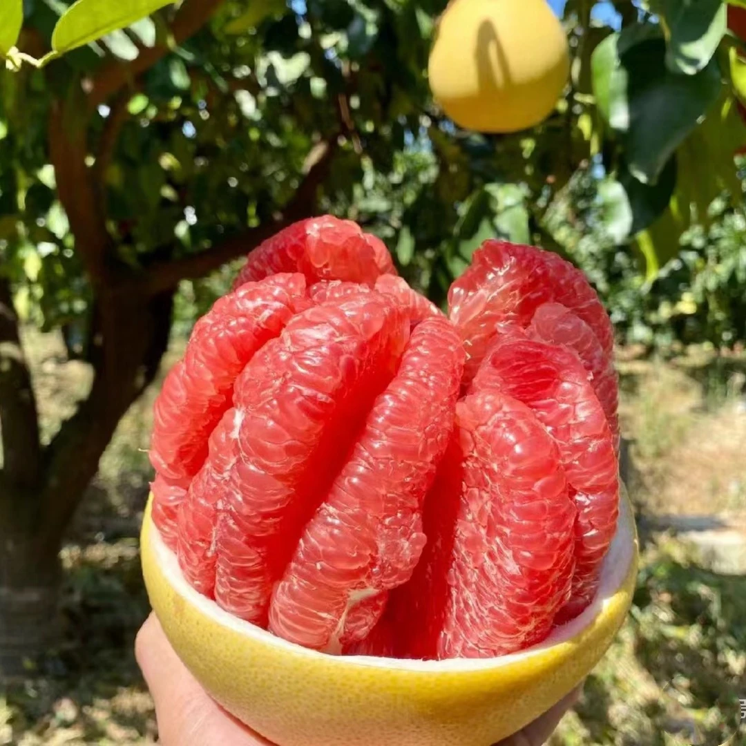 蜜柚红心柚子树大树苗文旦马家柚果树树苗果苗盆栽水果树南方种植