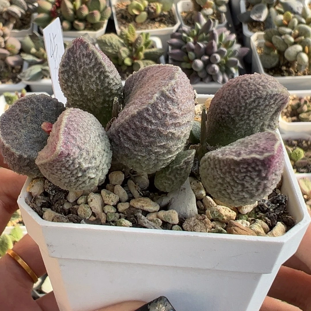 哈默猪肝老桩多头多肉植物38