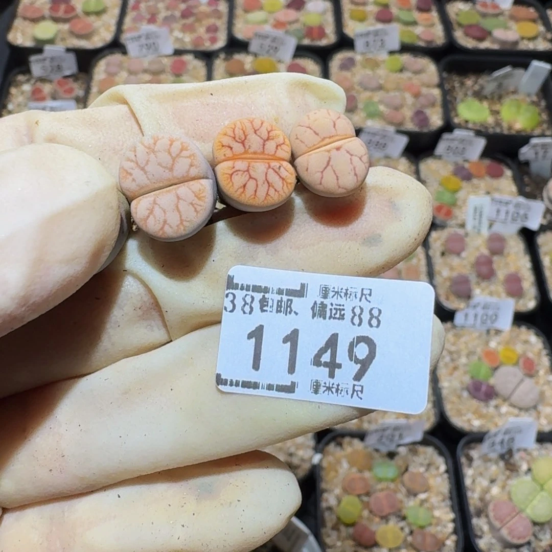 小***乖Sssss精品生石花1149