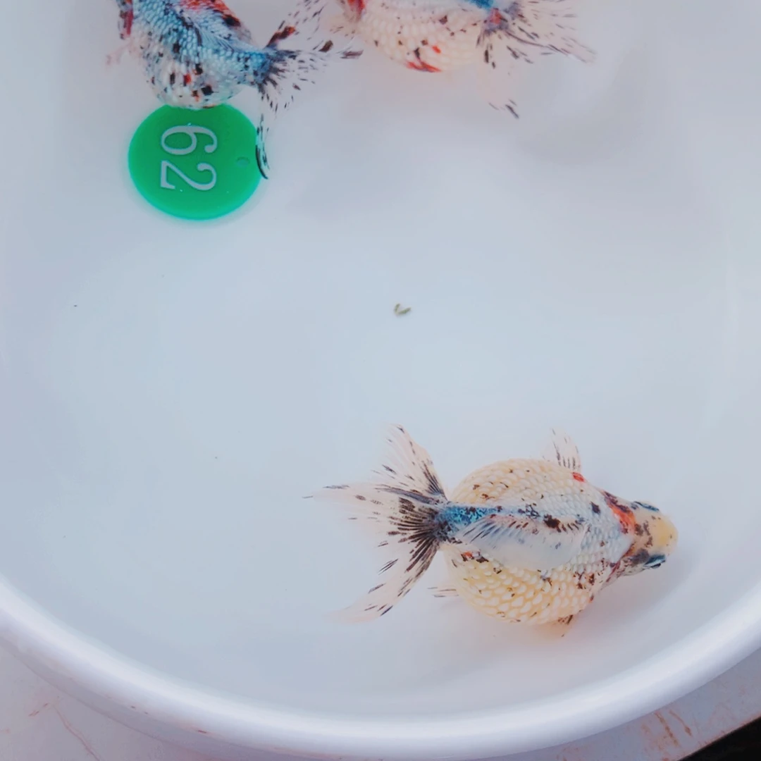 金鱼1111111111111111