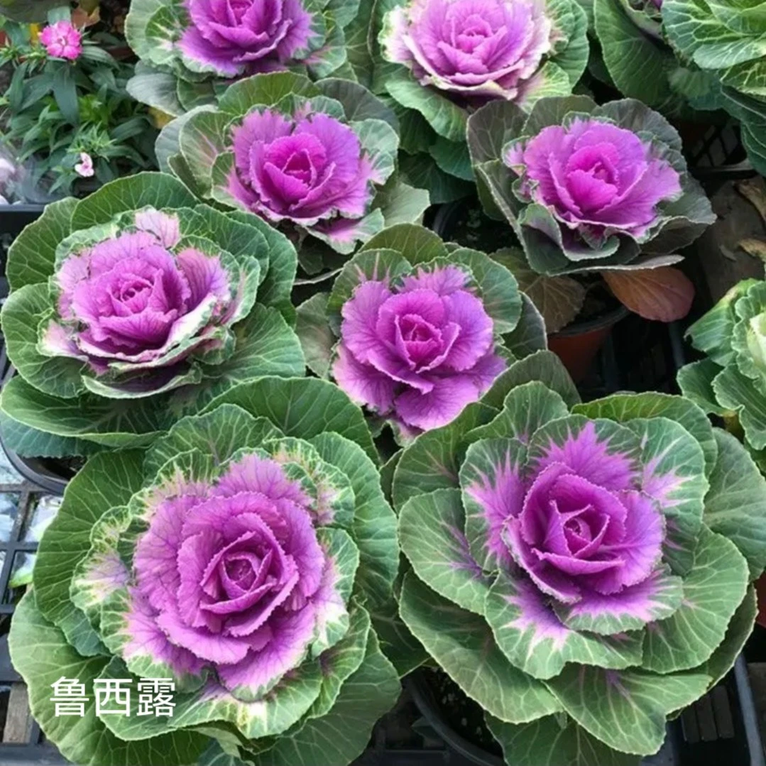 鲁西露玫瑰羽衣甘蓝多头花卉庭院盆栽耐寒耐热多年生可养老桩