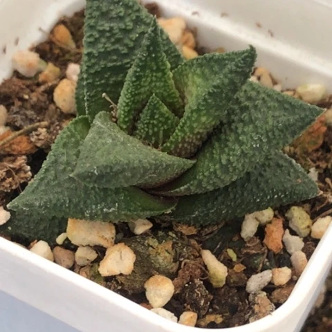 木立龙鳞带盆发货哈哈
