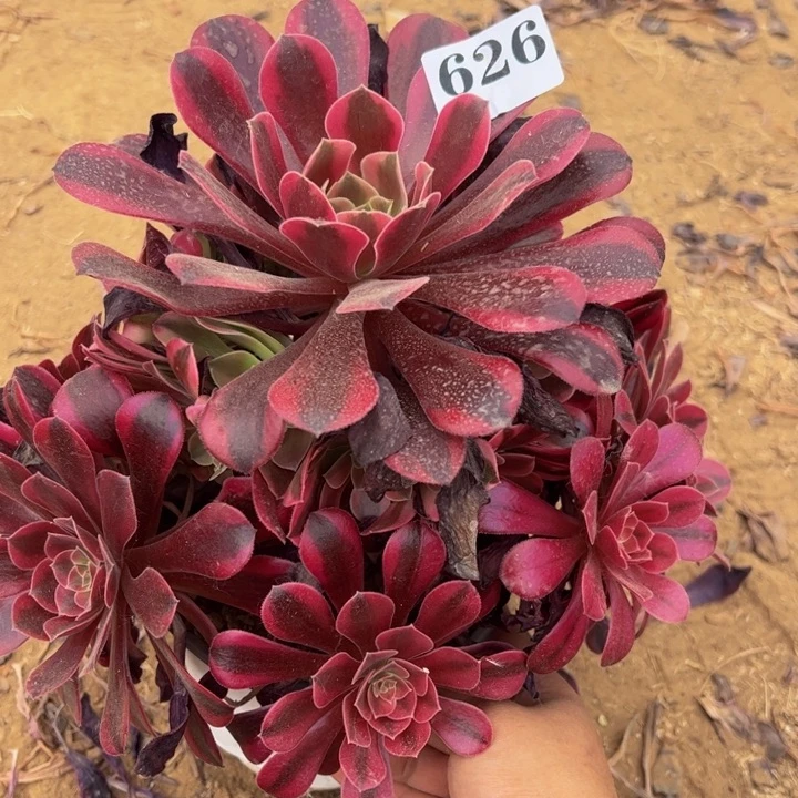 美杜莎多肉植物626.