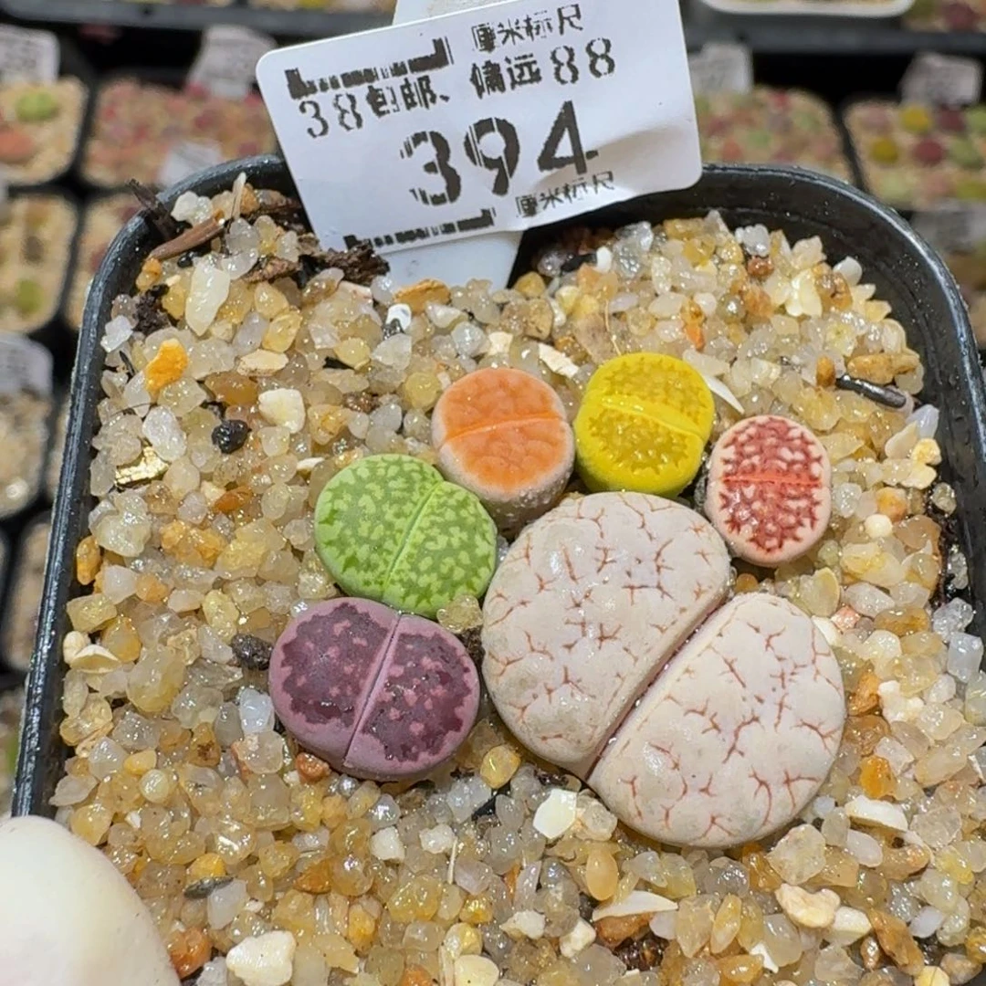 Ssss精品生石花394