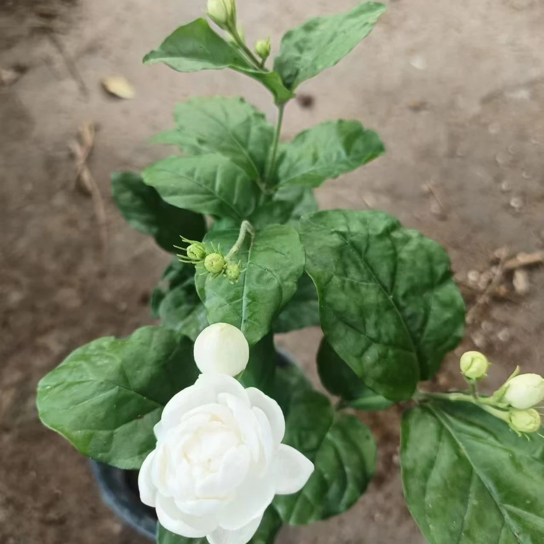 巴西茉莉重瓣茉莉浓香型茉莉花苗盆栽花卉绿植室内外种植开花