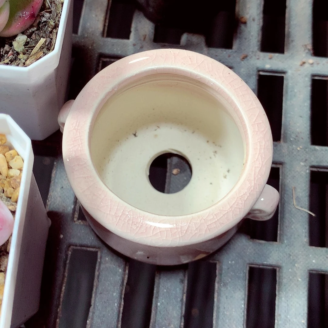 5厘米盆精控多肉奶罐盆