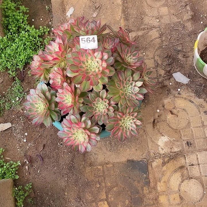 ꧁***꧂火龙果火龙果火龙果