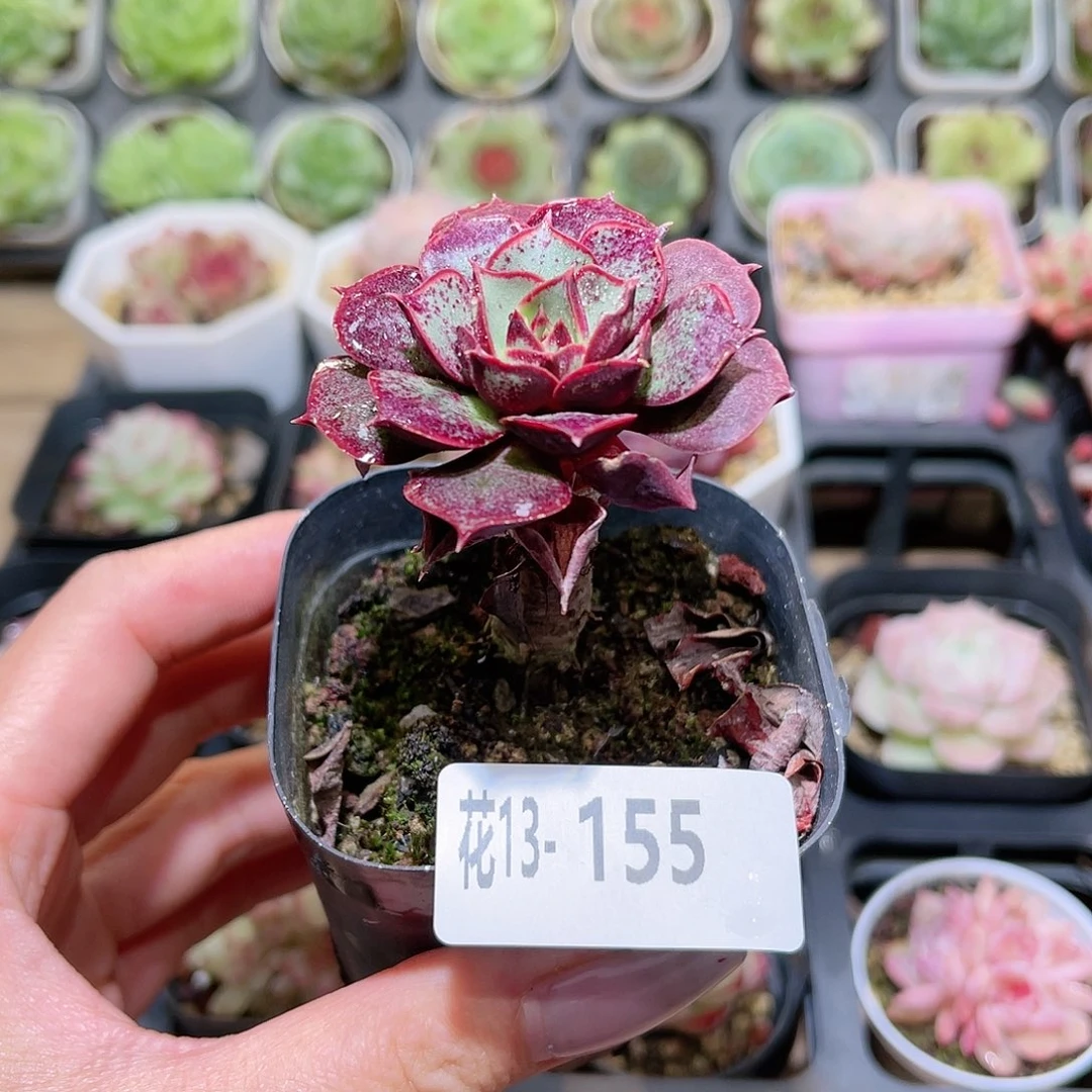 花利美13-155圆罗