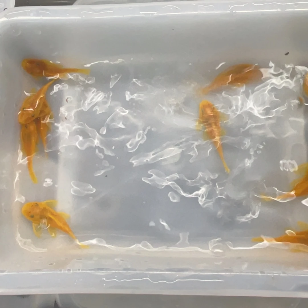 清道夫鱼中号胡子10条开箱视频报损