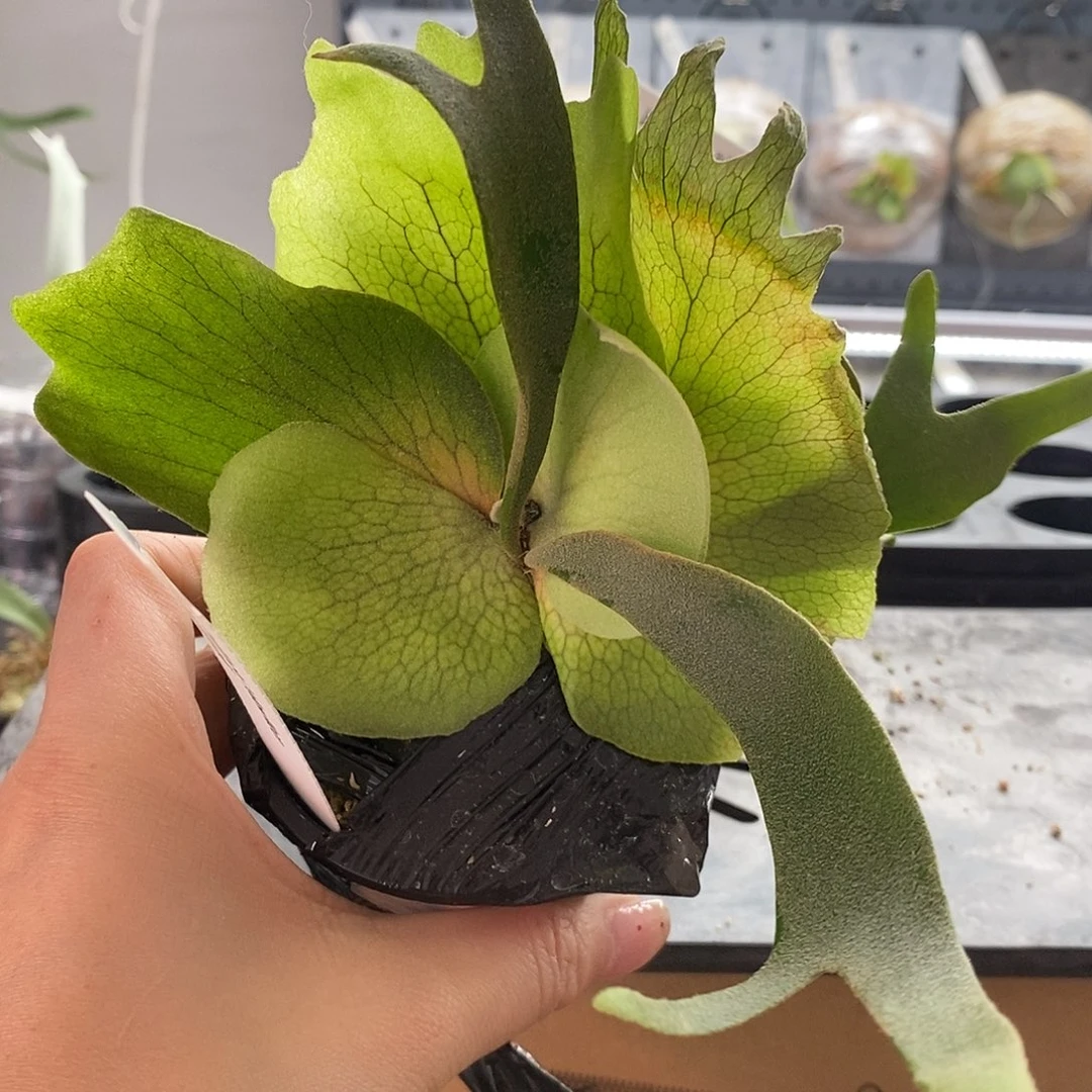 无花朵黄月鹿角蕨