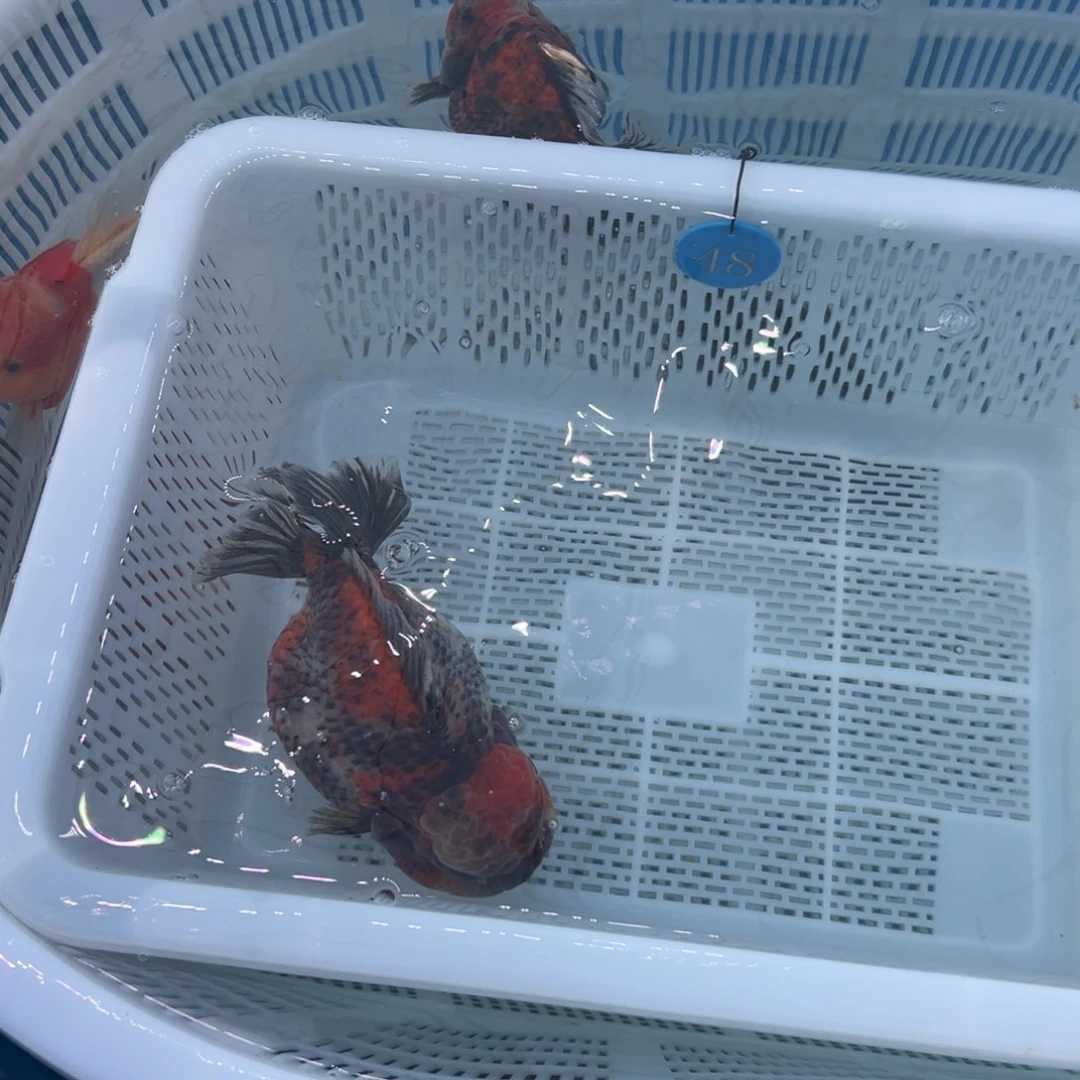 天***厂金鱼你好吗我好想你