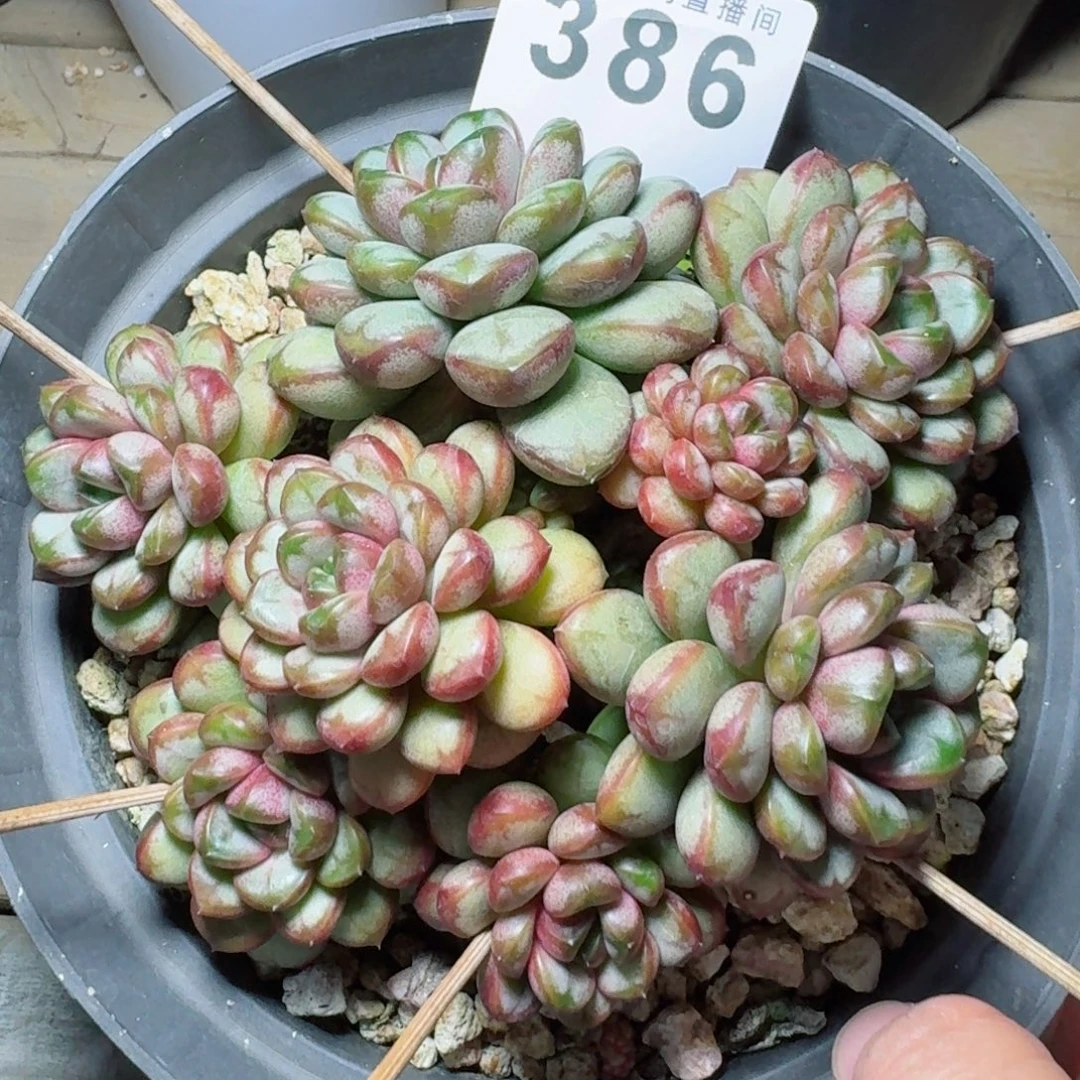葡萄老桩            精美多肉植物