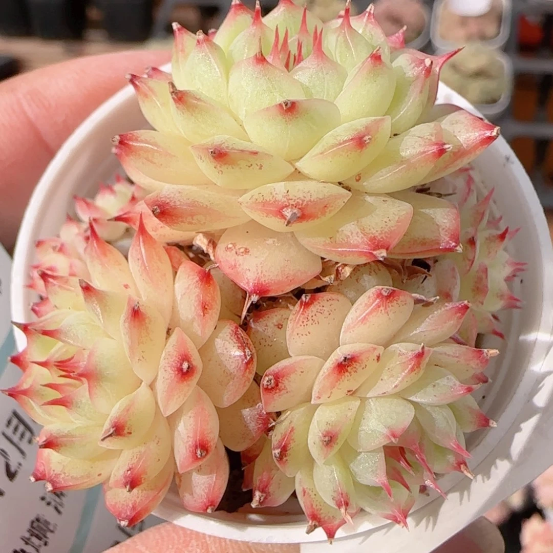 花语多肉1221-176散