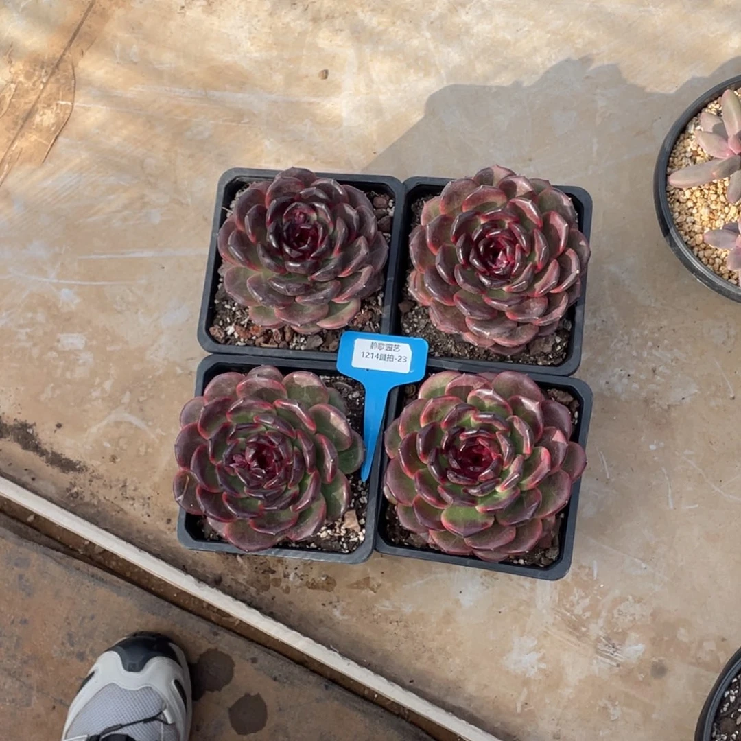 1214-23-玄夜精灵大单头一颗