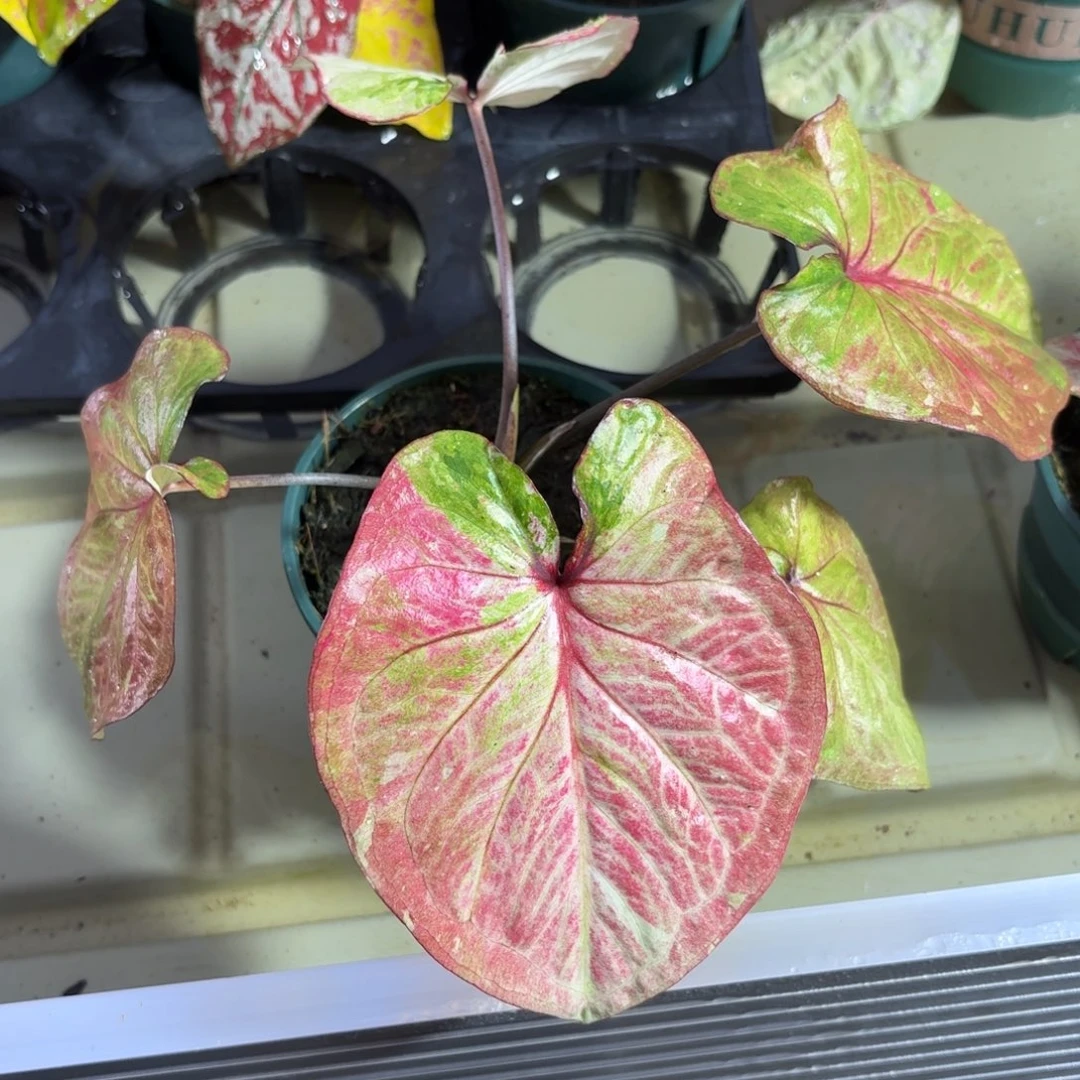 大富翁泰国彩叶芋14-1206