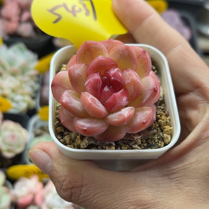 正版琴心单头5437