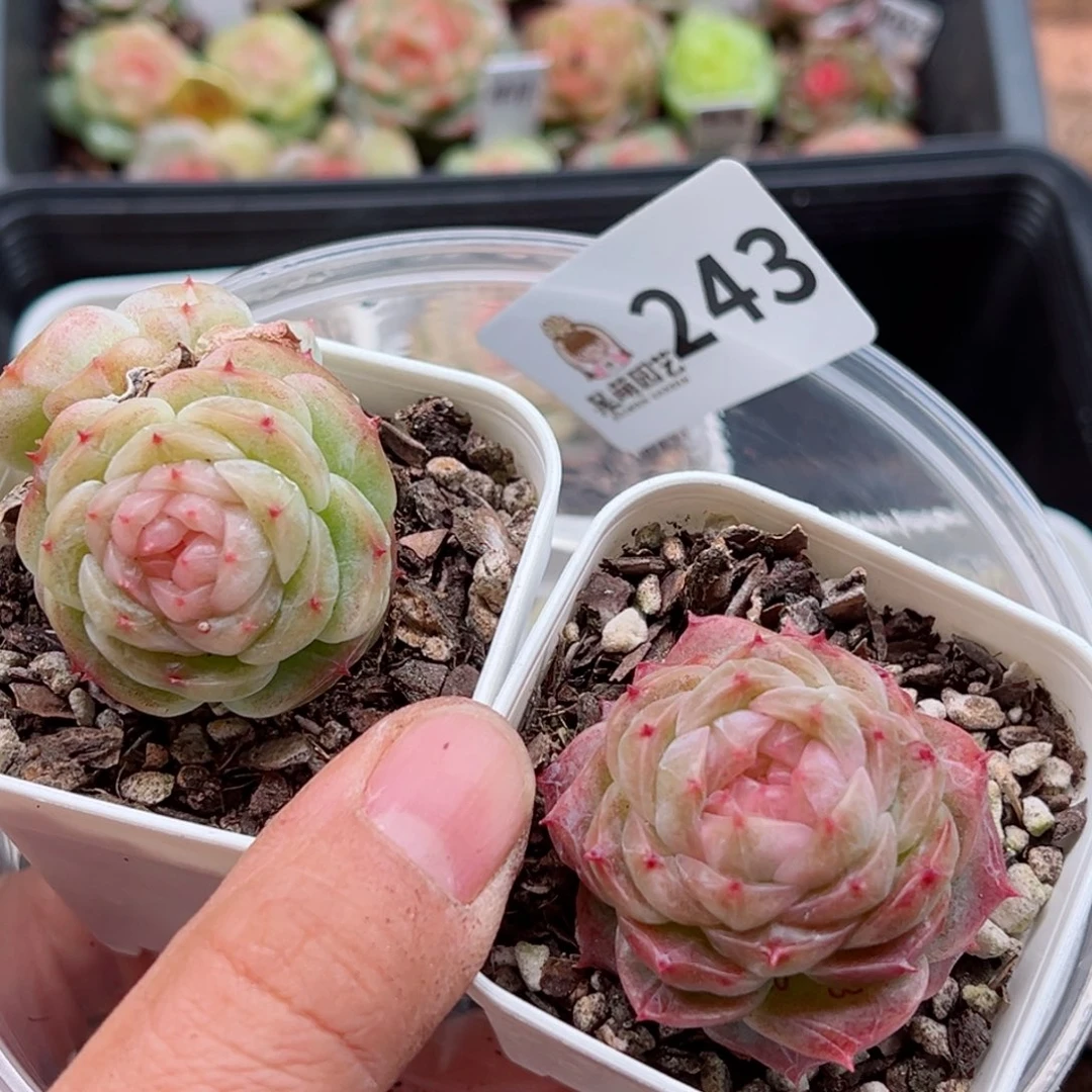 多肉植物多肉植物