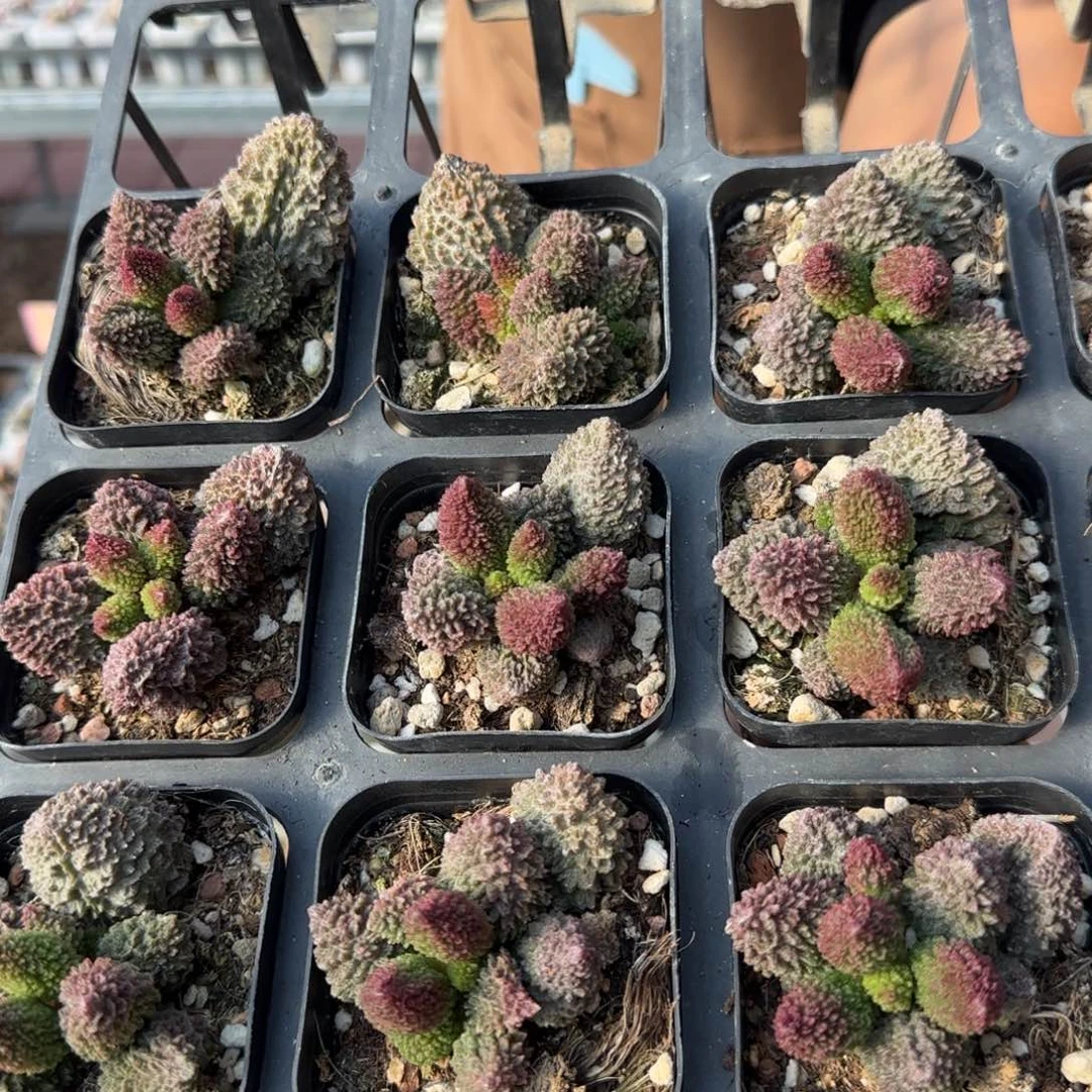 单颗朱紫玉量拍链接