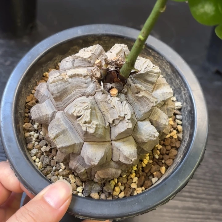 3号日系龟甲龙带盆包邮不退不换