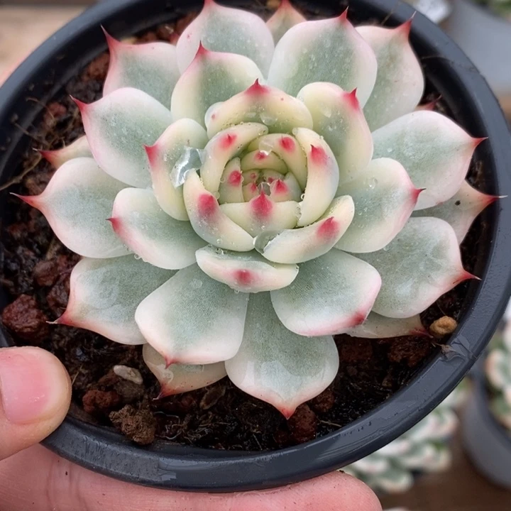 吉娃娃锦多肉植物A2940