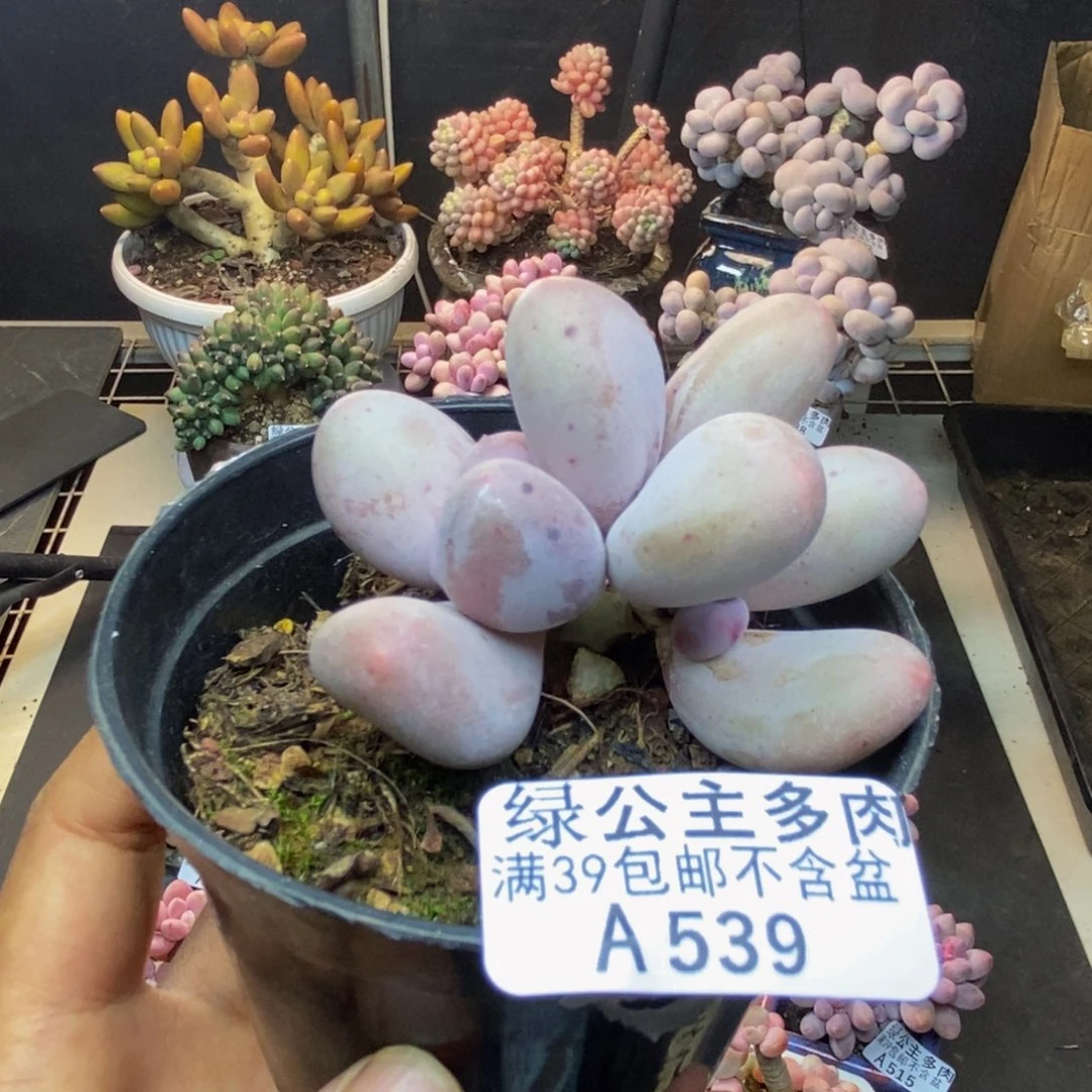 539米可奶多肉5cm