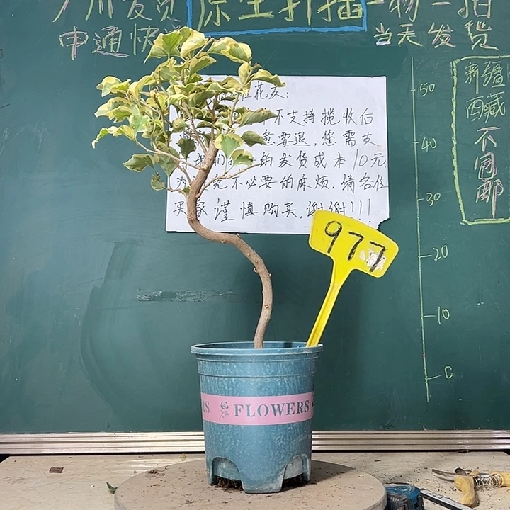 当前无花栽培后可以开花造型 金边宫粉 977