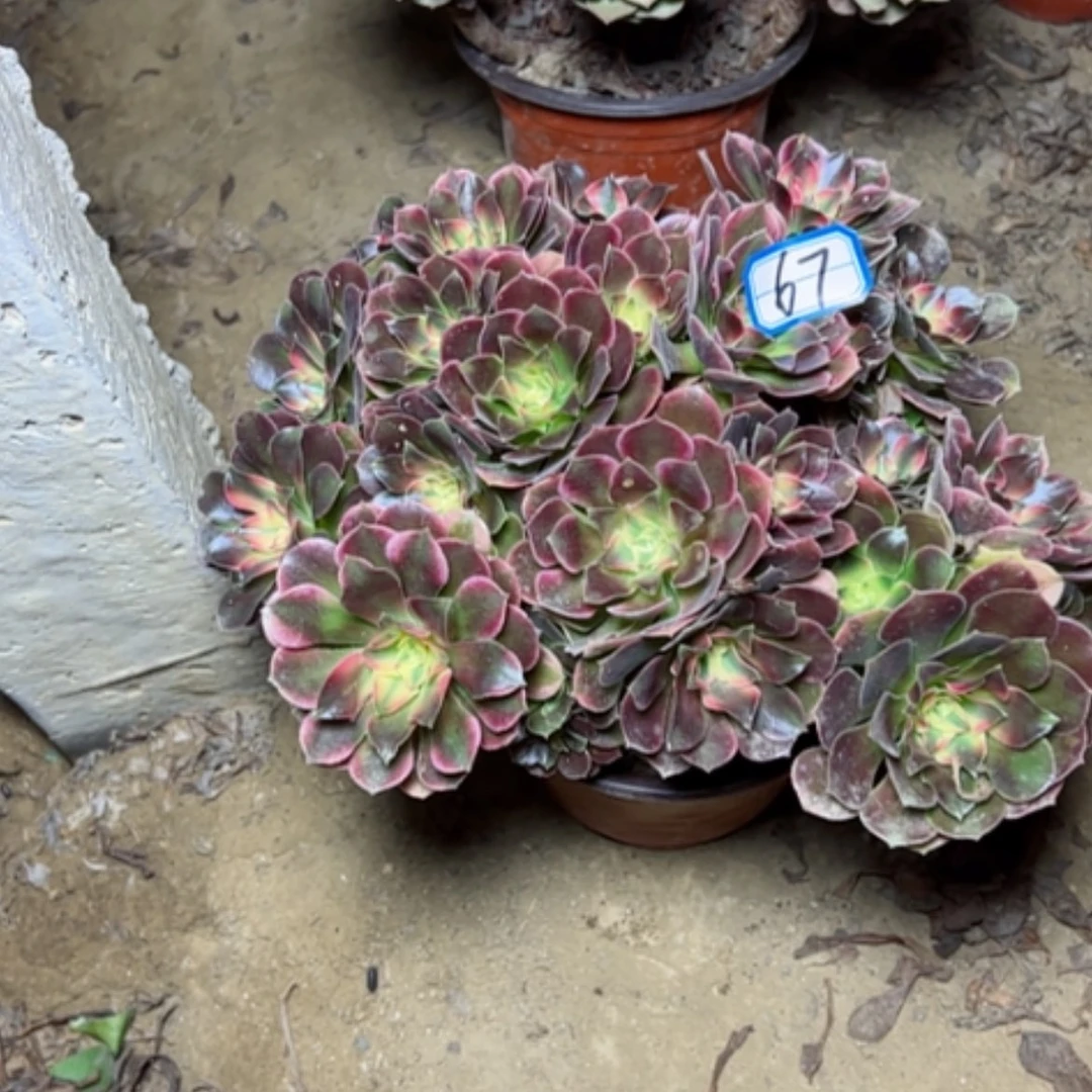 【闪购商品】香飞67