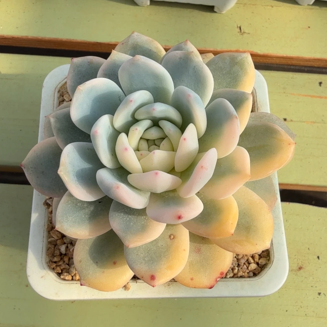 梦露宽锦潜力锦上园艺一物一拍