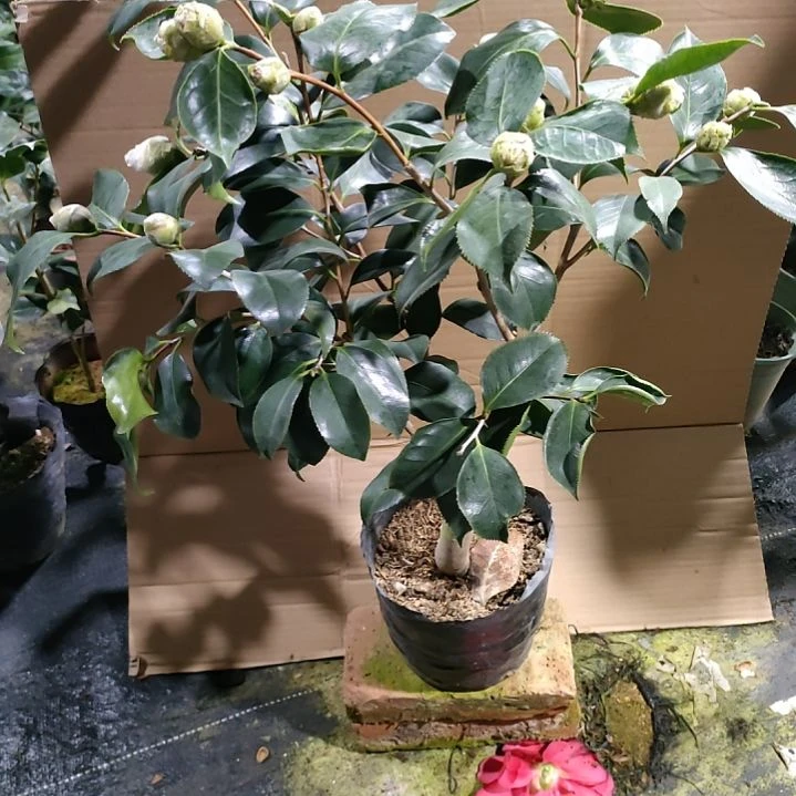 105白天鹅，原盆原土发货