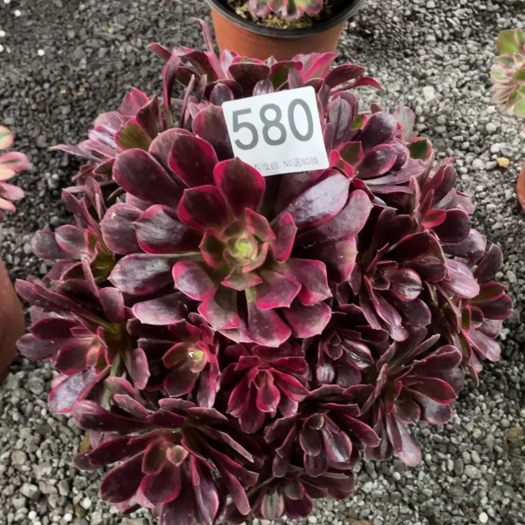 我是真的很喜欢这个