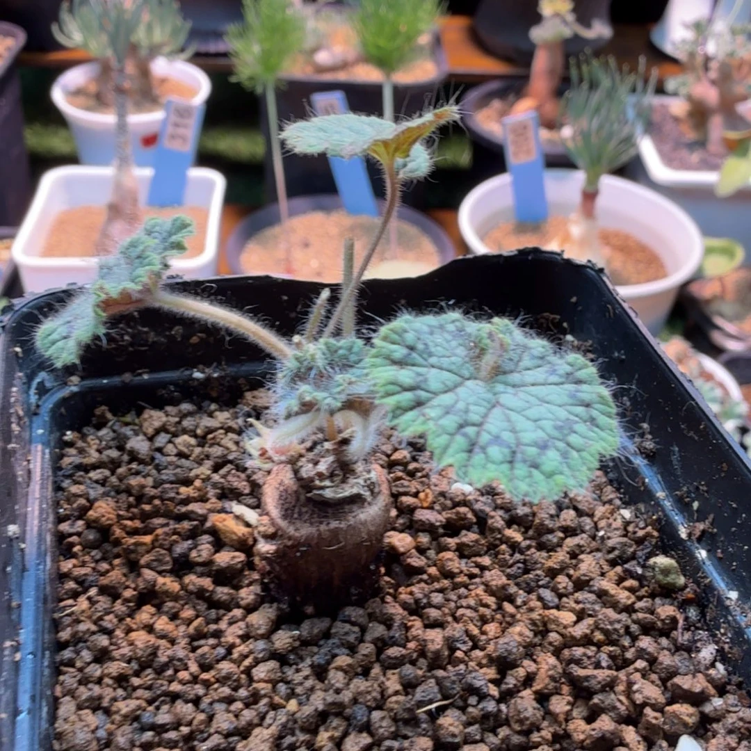 圆叶洋葵614 仙人球