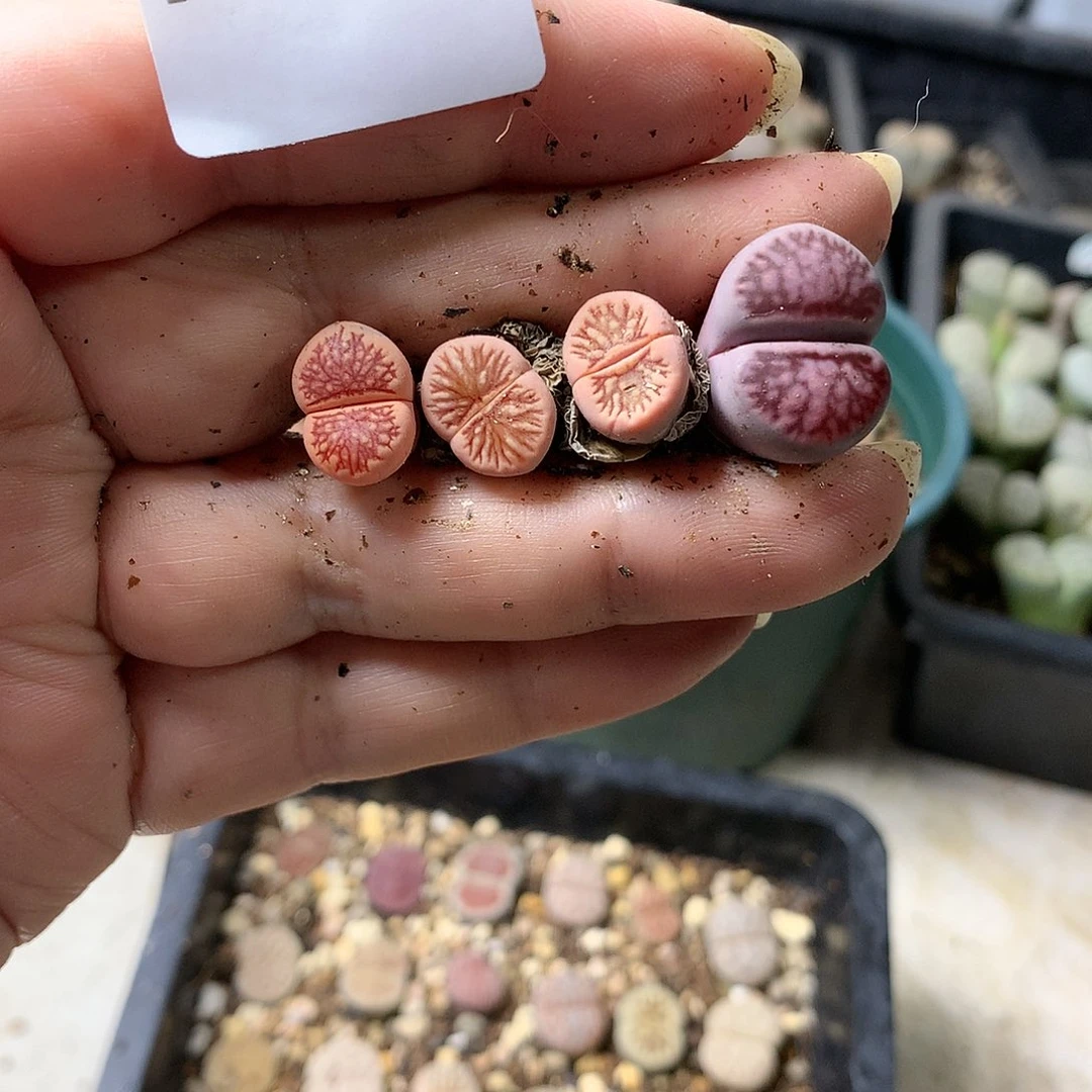 妲****ぃH208多肉植物保护研究所